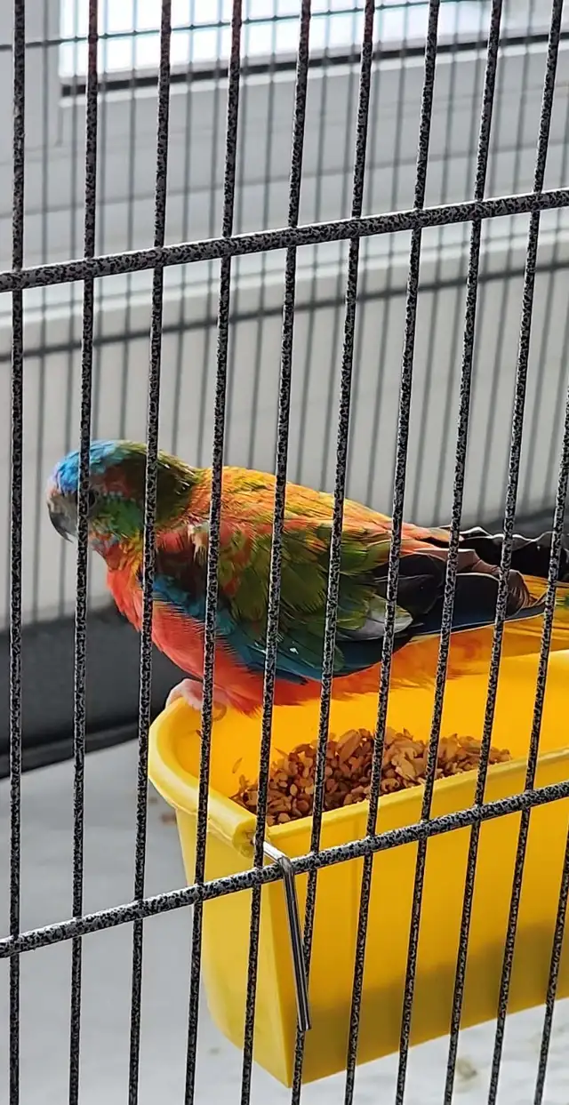 MAGNIFIQUE COUPLE DE PERRUCHE TURQUOISINE 2 ANS - Photo 3