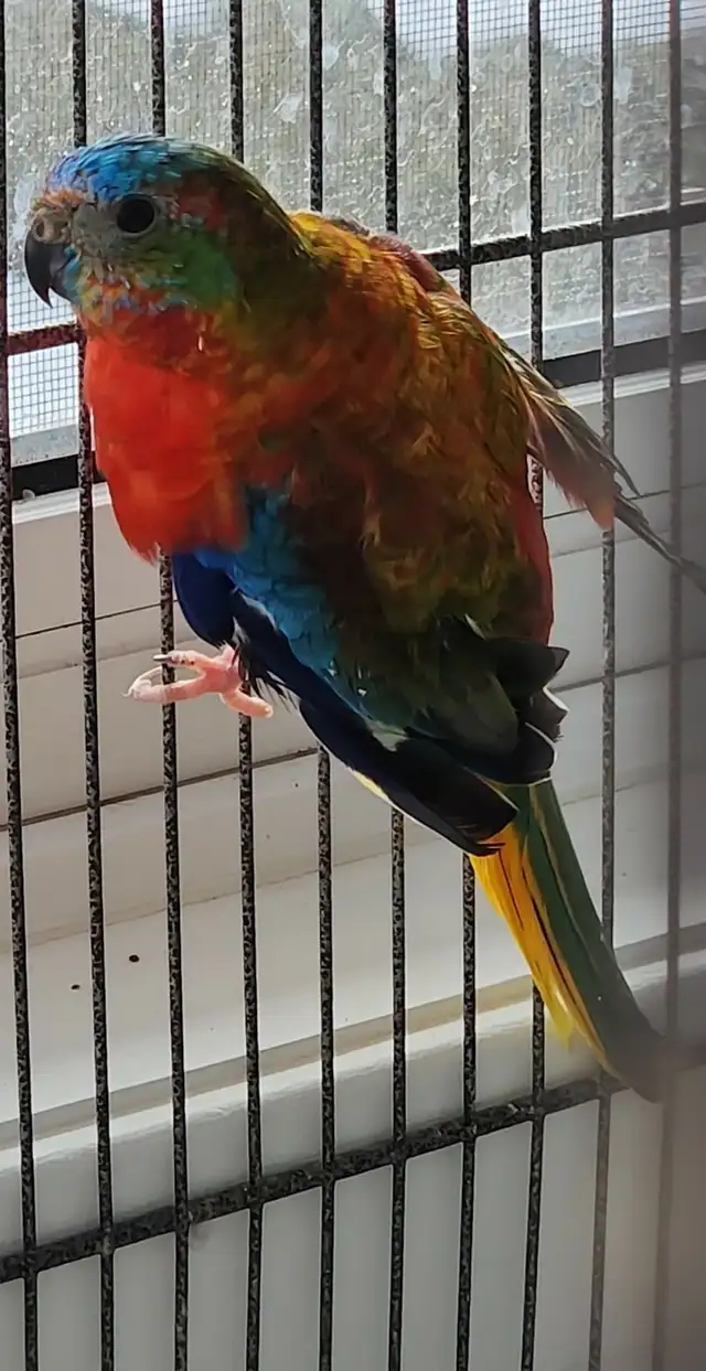 MAGNIFIQUE COUPLE DE PERRUCHE TURQUOISINE 2 ANS - Photo 4