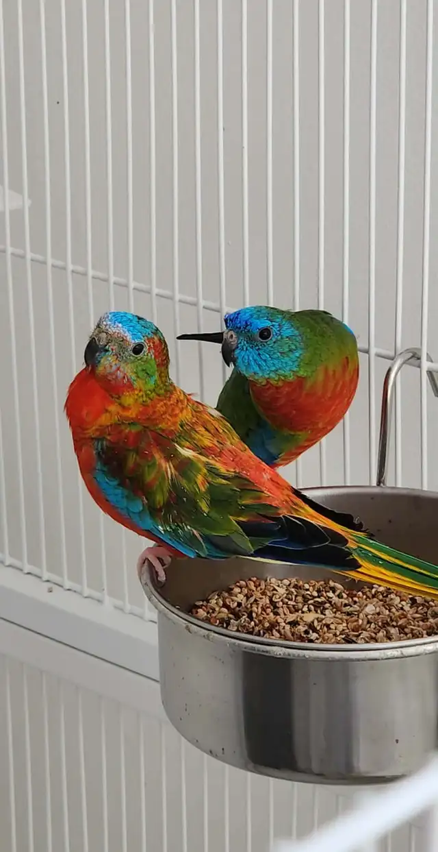 MAGNIFIQUE COUPLE DE PERRUCHE TURQUOISINE 2 ANS - Photo 7