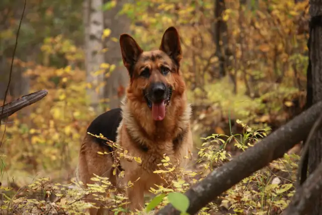Purebred German Shepherd Puppies