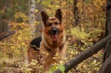 Purebred German Shepherd Puppies