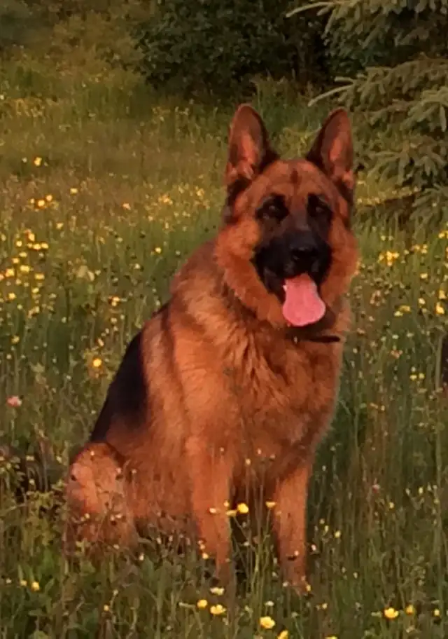 Purebred German Shepherd Puppies - Photo 2