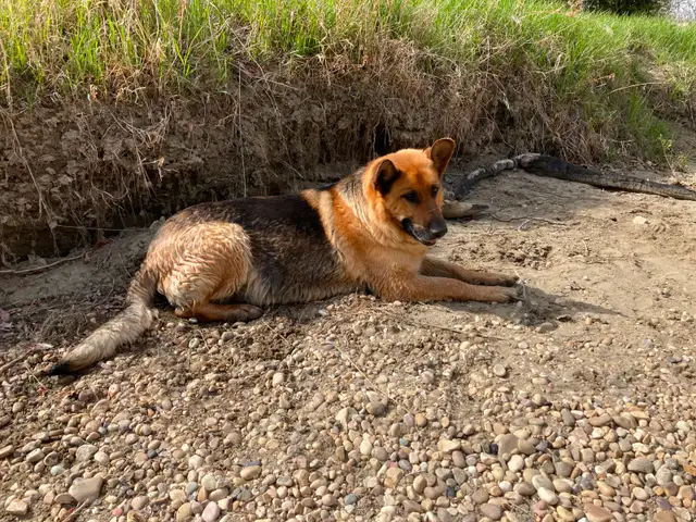 Purebred German Shepherd Puppies - Photo 3
