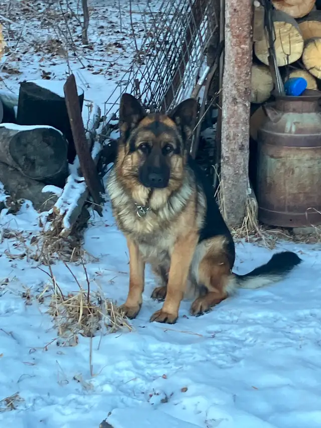 Purebred German Shepherd Puppies - Photo 4