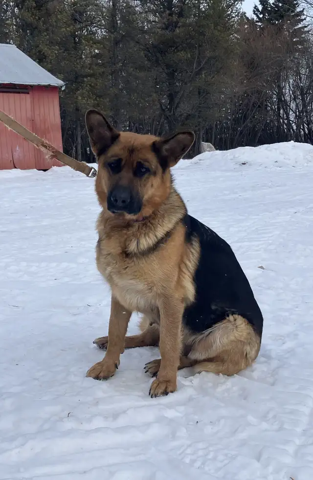 Purebred German Shepherd Puppies - Photo 5