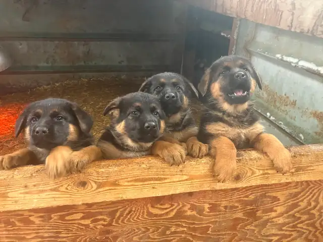 Purebred German Shepherd Puppies - Photo 6