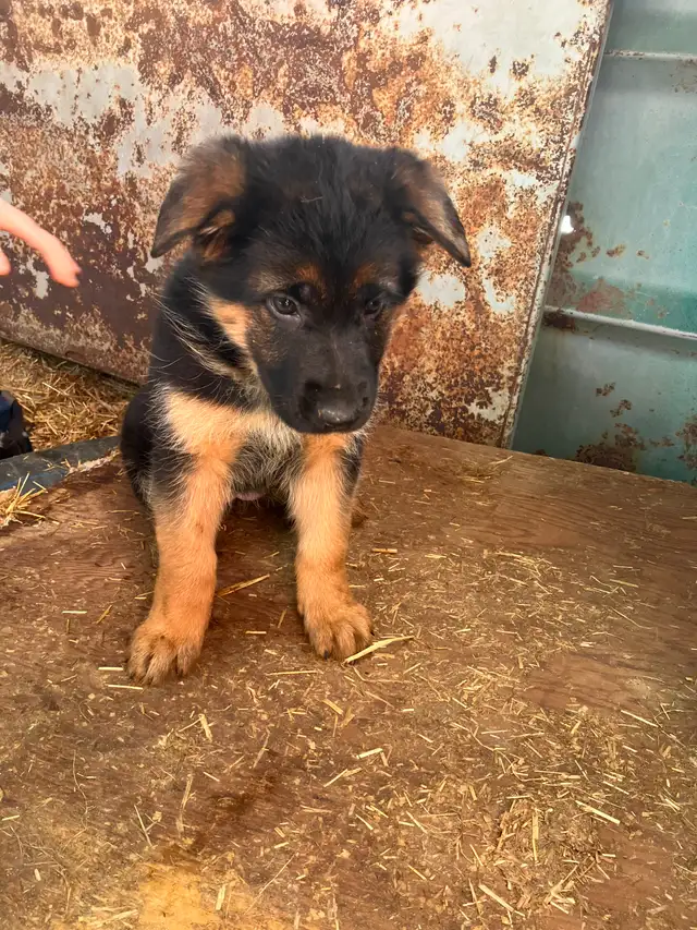 Purebred German Shepherd Puppies - Photo 7