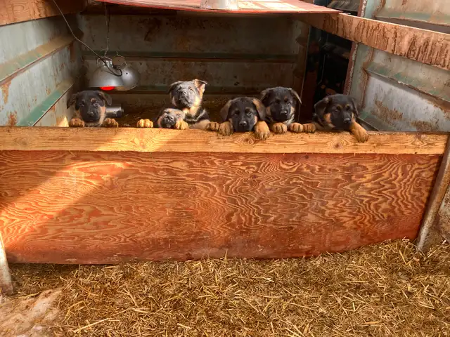 Purebred German Shepherd Puppies - Photo 8