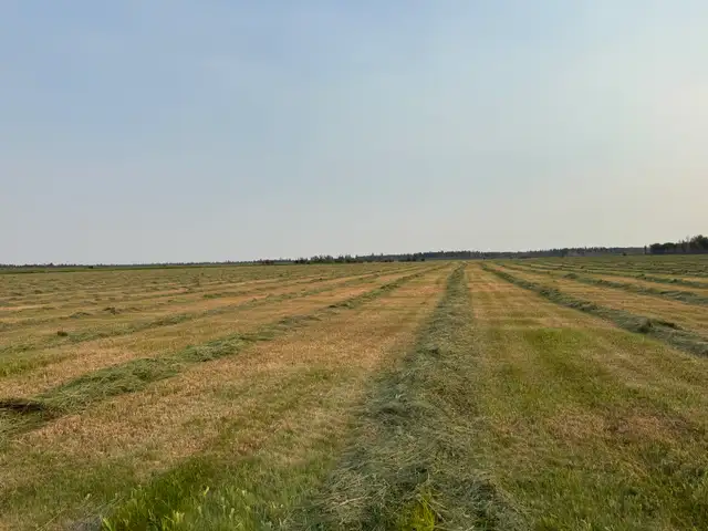 alfalfa bales