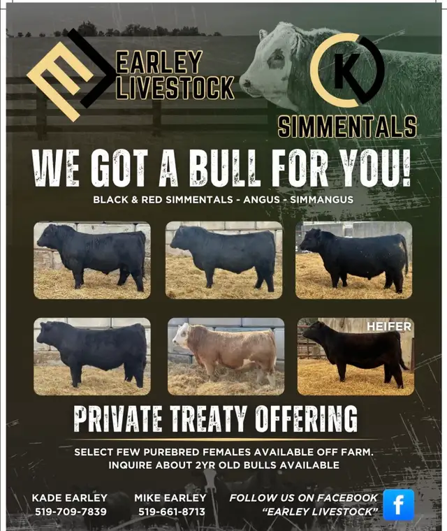 BULLS FOR SALE