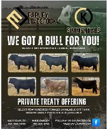 BULLS FOR SALE