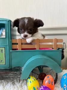 chihuahuas - long coat