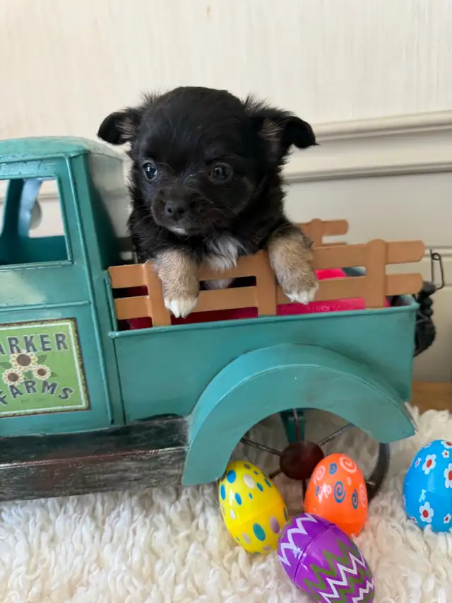 chihuahuas - long coat - Photo 3