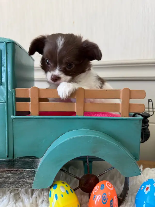 chihuahuas - long coat - Photo 4