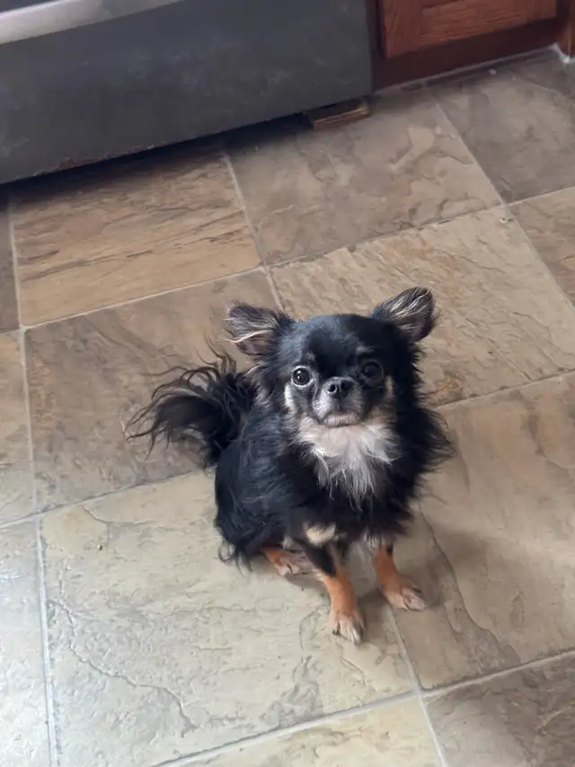 chihuahuas - long coat - Photo 5