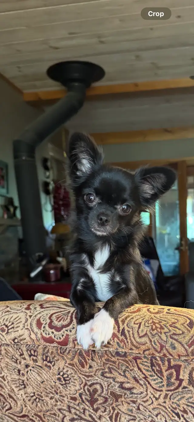 chihuahuas - long coat - Photo 6