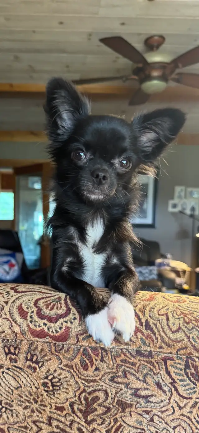 chihuahuas - long coat - Photo 8