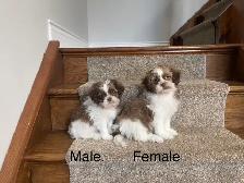 Shichon Puppies! Ready Now! Shih-Tzu x Bichon Frise!