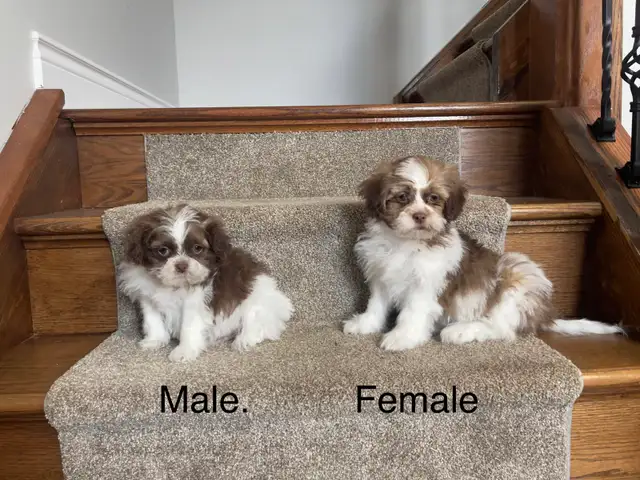 Shichon Puppies! Ready Now! Shih-Tzu x Bichon Frise! - Photo 2