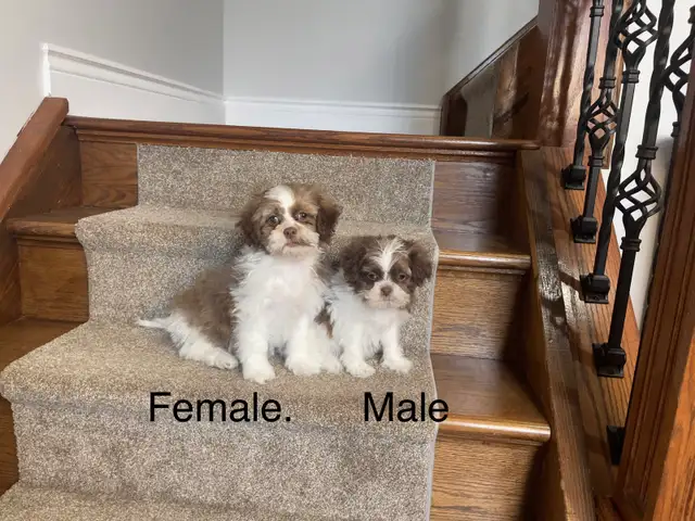 Shichon Puppies! Ready Now! Shih-Tzu x Bichon Frise! - Photo 3