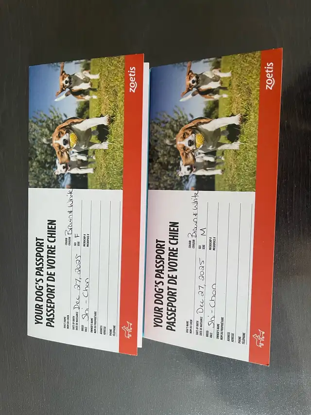 Shichon Puppies! Ready Now! Shih-Tzu x Bichon Frise! - Photo 4