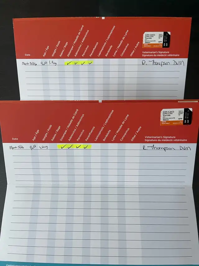 Shichon Puppies! Ready Now! Shih-Tzu x Bichon Frise! - Photo 5