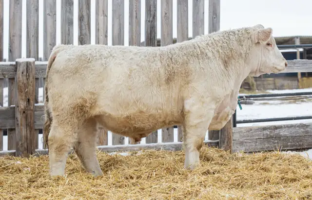 Yearling Charolais Bull