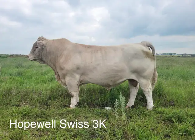 Yearling Charolais Bull - Photo 2