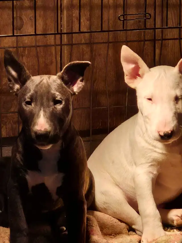 chiot bullterrier