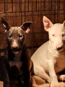 chiot bullterrier