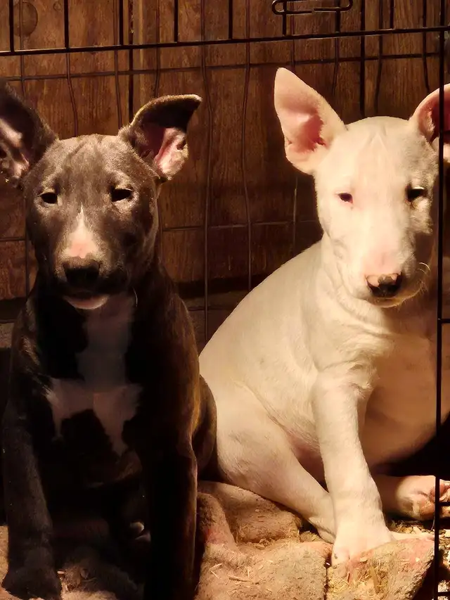chiot bullterrier - Photo 2