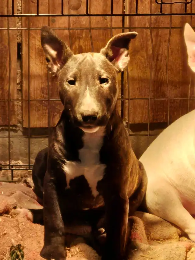 chiot bullterrier - Photo 3