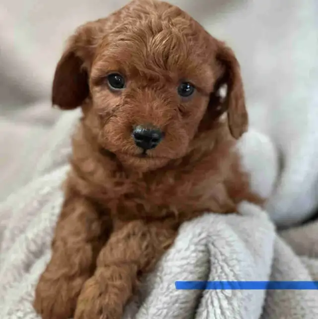 MINI CAVAPOO PUPS