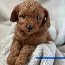 MINI CAVAPOO PUPS