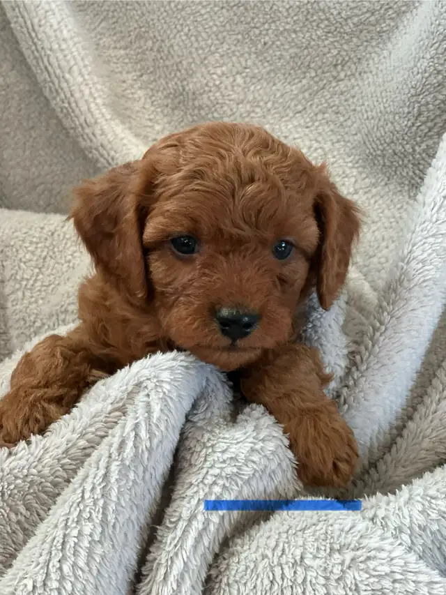 MINI CAVAPOO PUPS - Photo 2