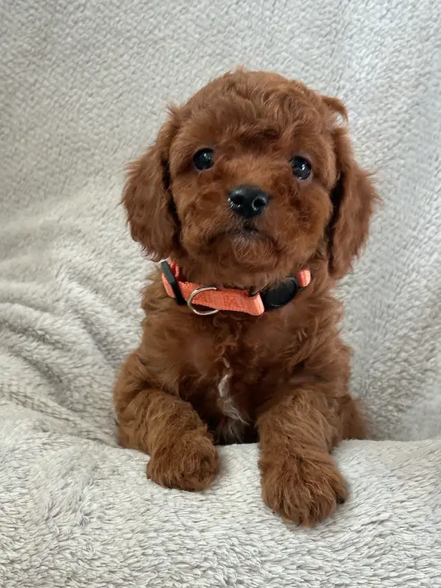 MINI CAVAPOO PUPS - Photo 3