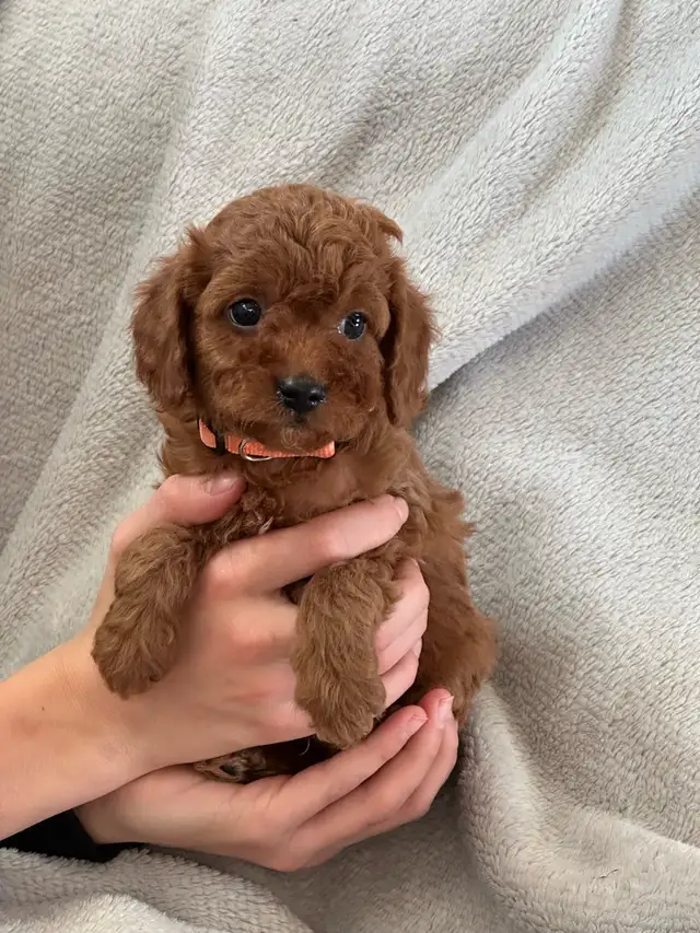 MINI CAVAPOO PUPS - Photo 4