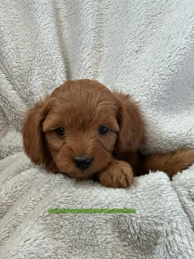 MINI CAVAPOO PUPS - Photo 5