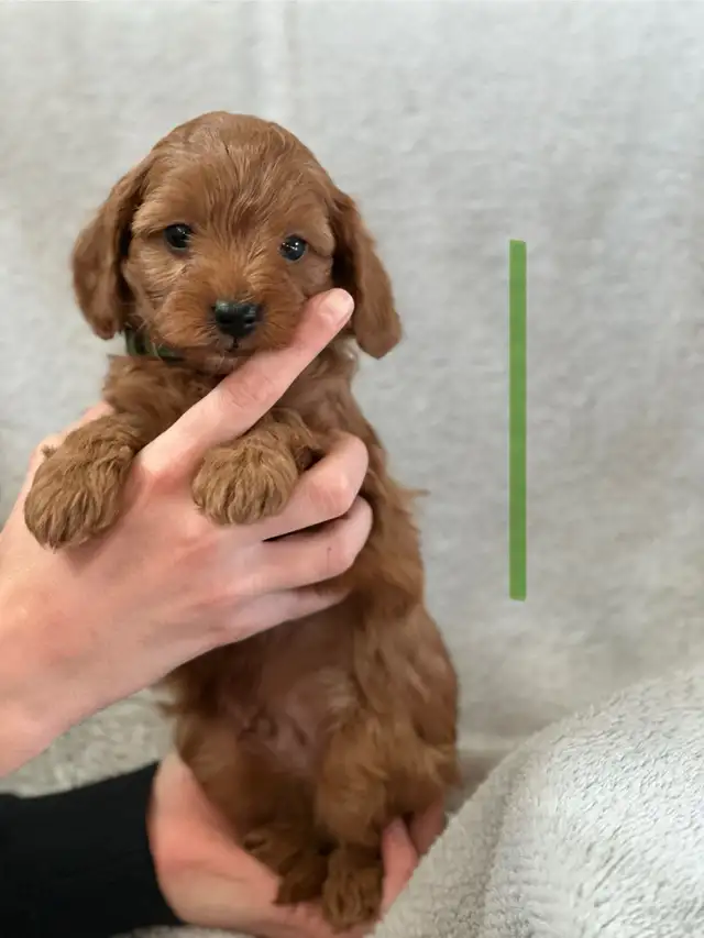 MINI CAVAPOO PUPS - Photo 6