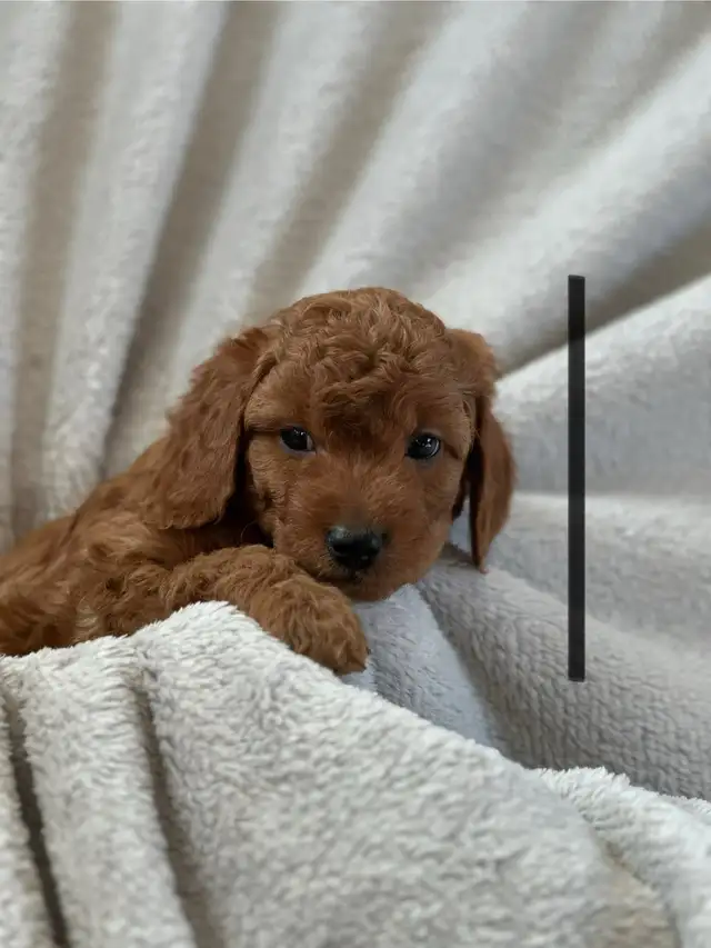 MINI CAVAPOO PUPS - Photo 7