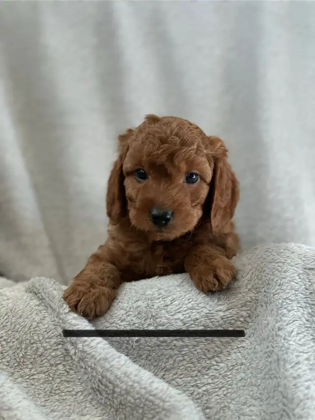 MINI CAVAPOO PUPS - Photo 8