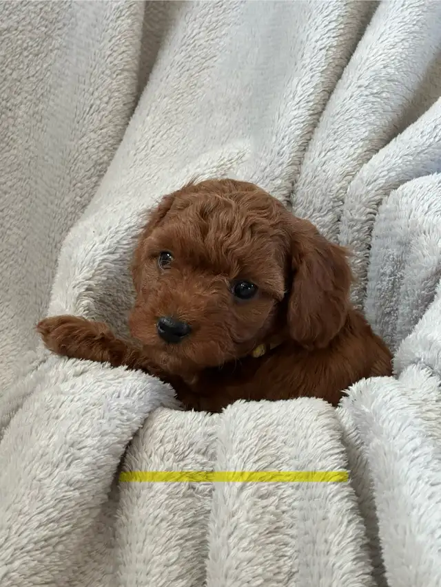 MINI CAVAPOO PUPS - Photo 9