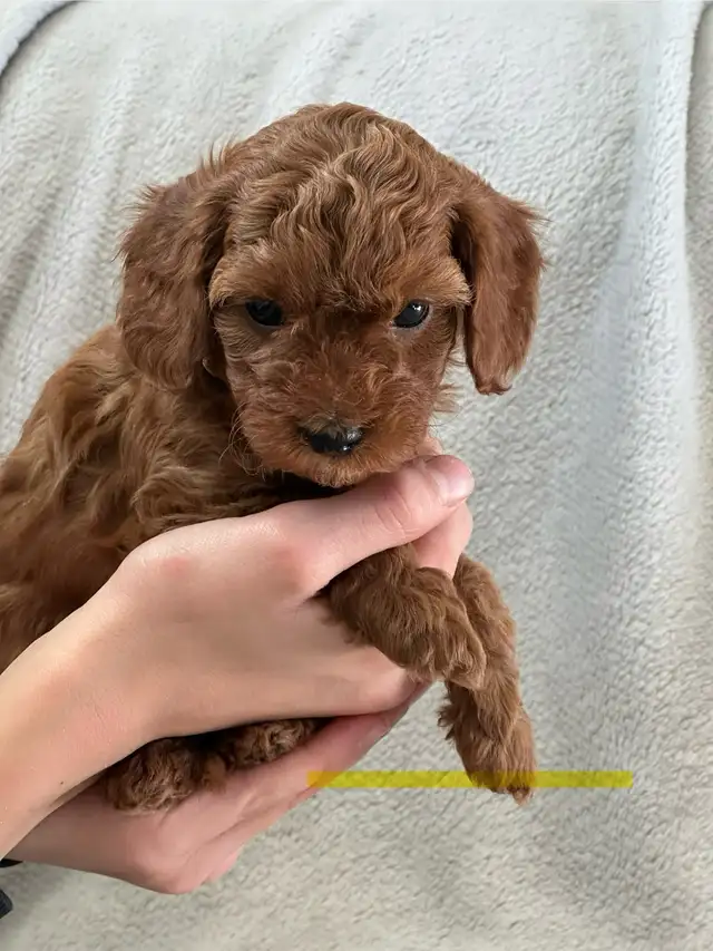 MINI CAVAPOO PUPS - Photo 10