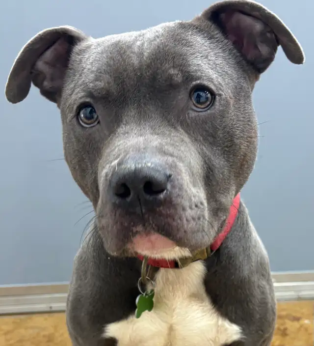 American Bulldog Mix