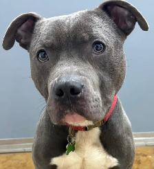 American Bulldog Mix