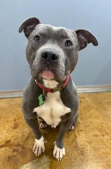 American Bulldog Mix - Photo 2