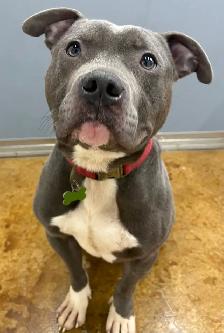 American Bulldog Mix - Photo 3