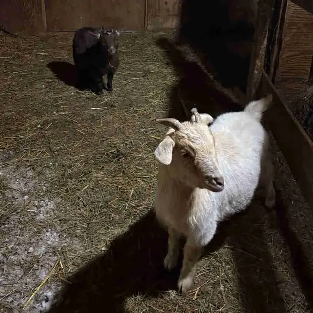 Pygmy goats for sale