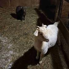 Pygmy goats for sale