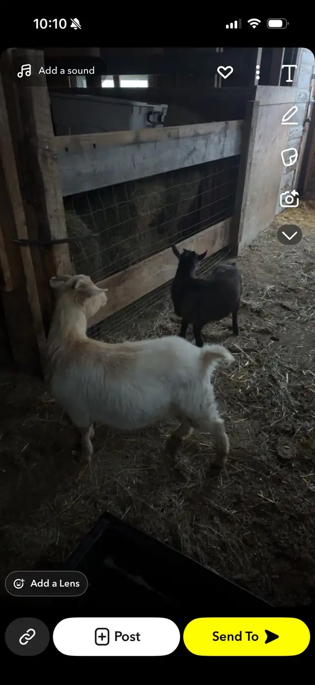 Pygmy goats for sale - Photo 2